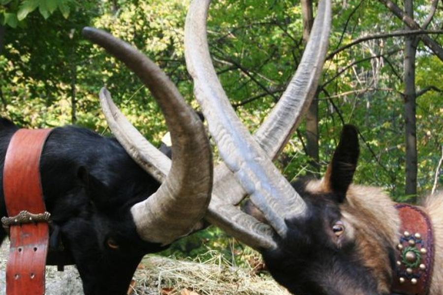 Batailles des Chèvres (Goat fight)