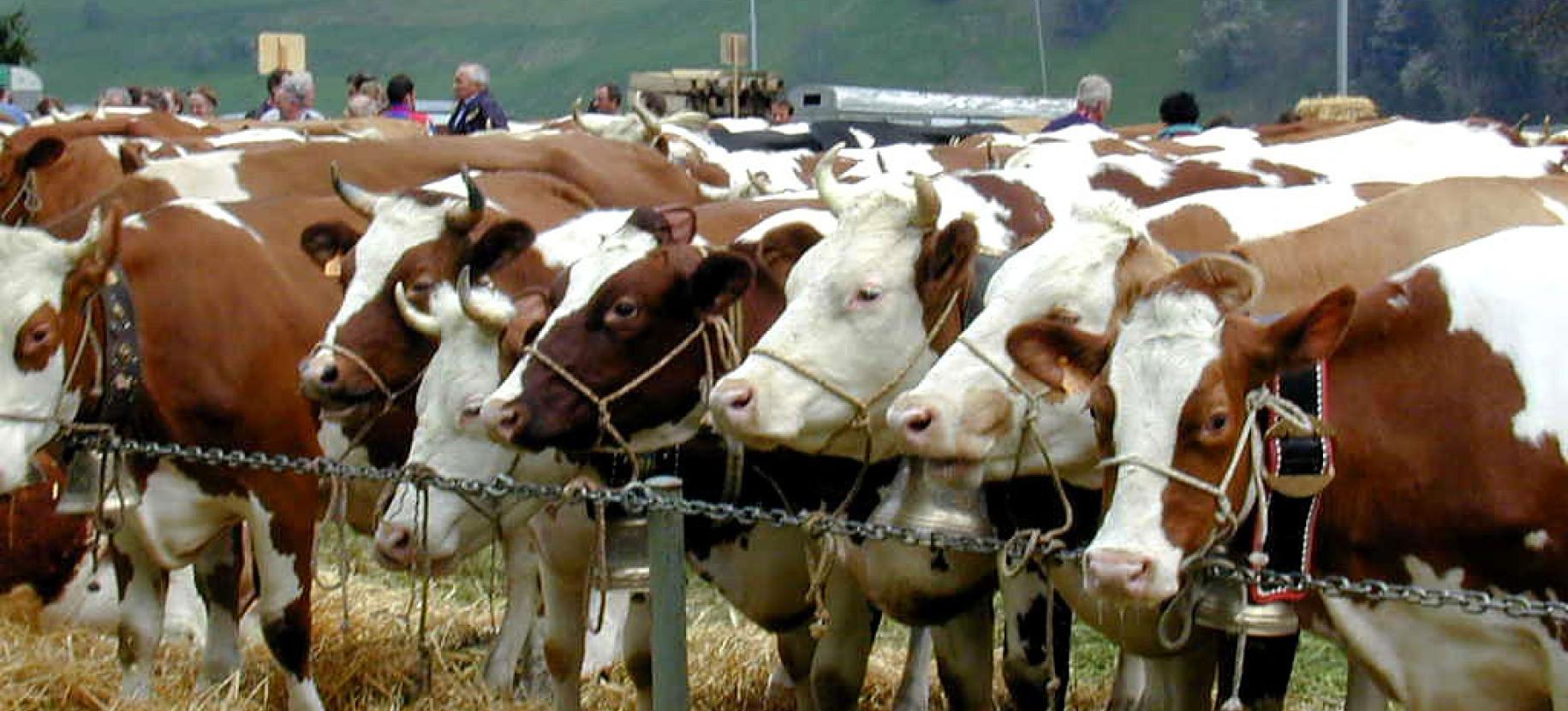 Foire du bétail