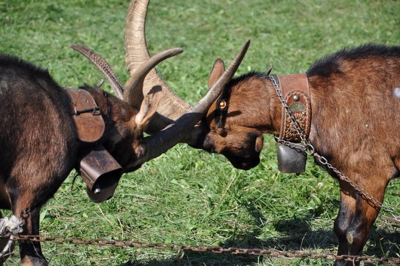 Battle of goats