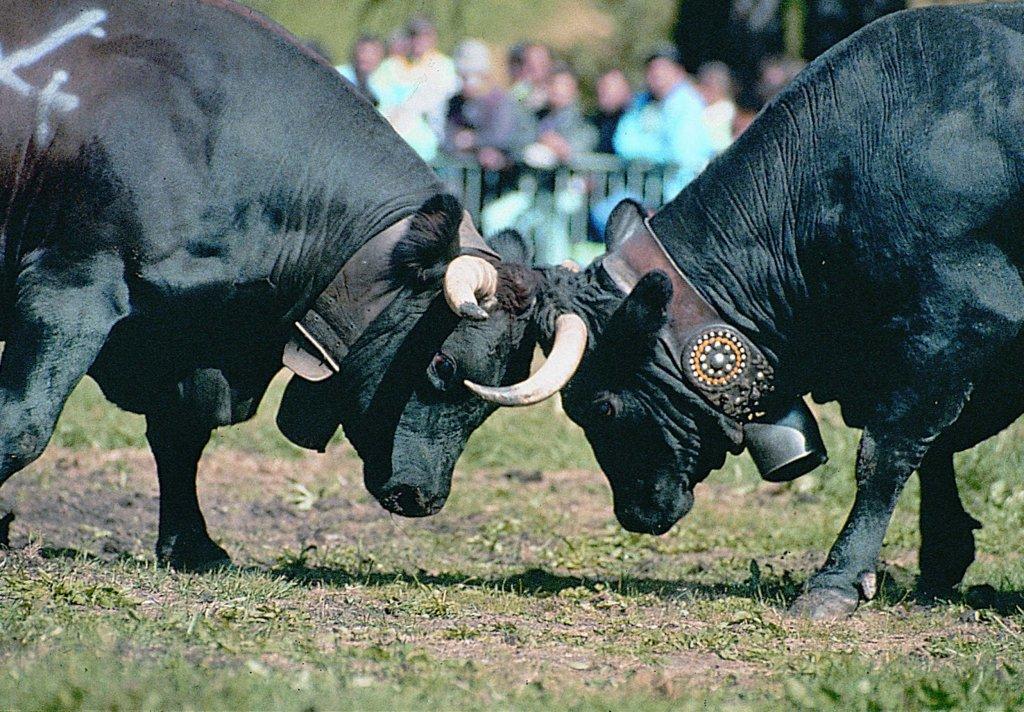 Batailles de reines