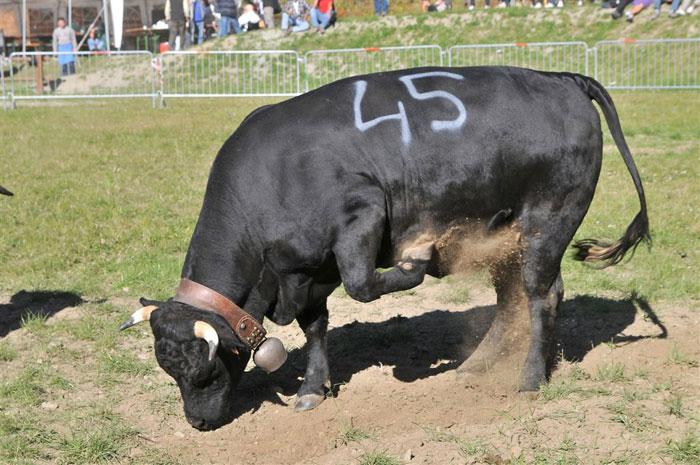 Batailles de moudzon (Combattimenti tra manze)