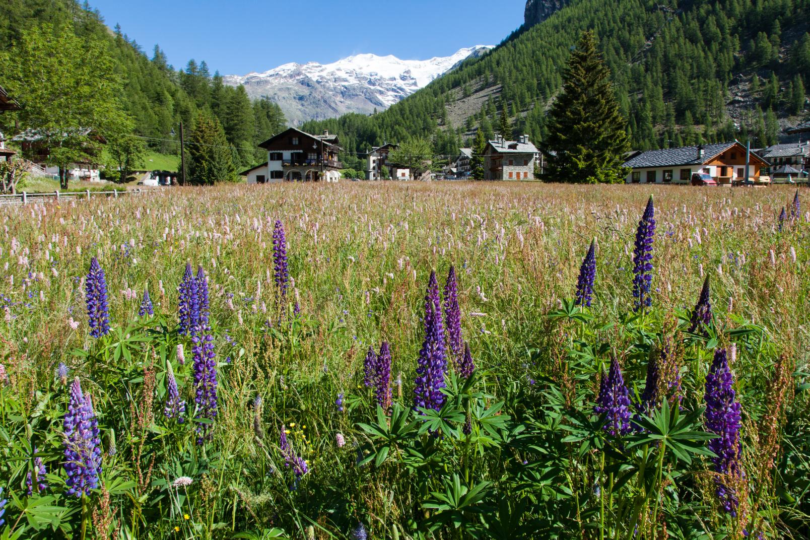 Mostra di pittura "La montagna, i fiori e la sua gente"