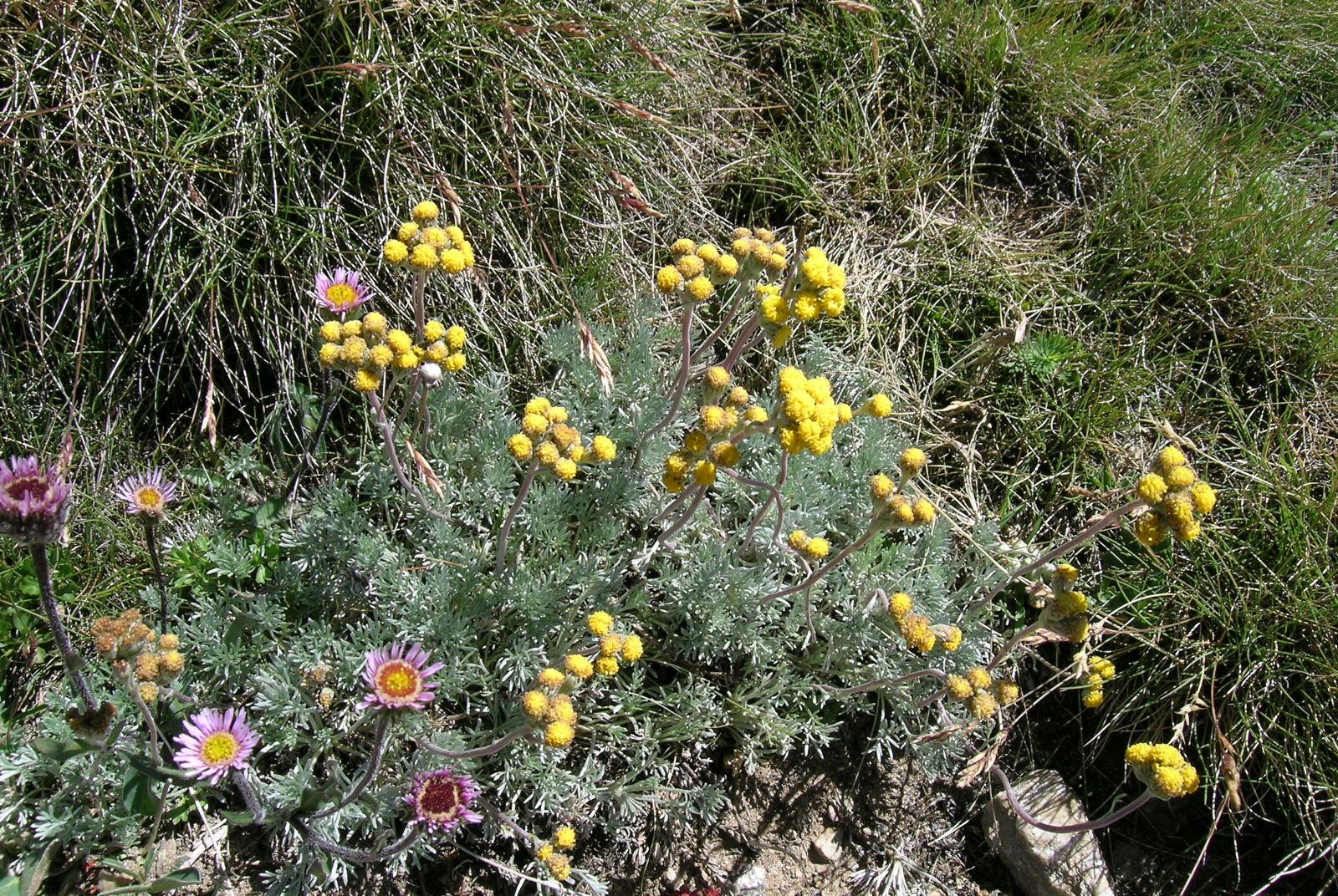 Artemisia - Exposition de plantes et fleurs de montagne