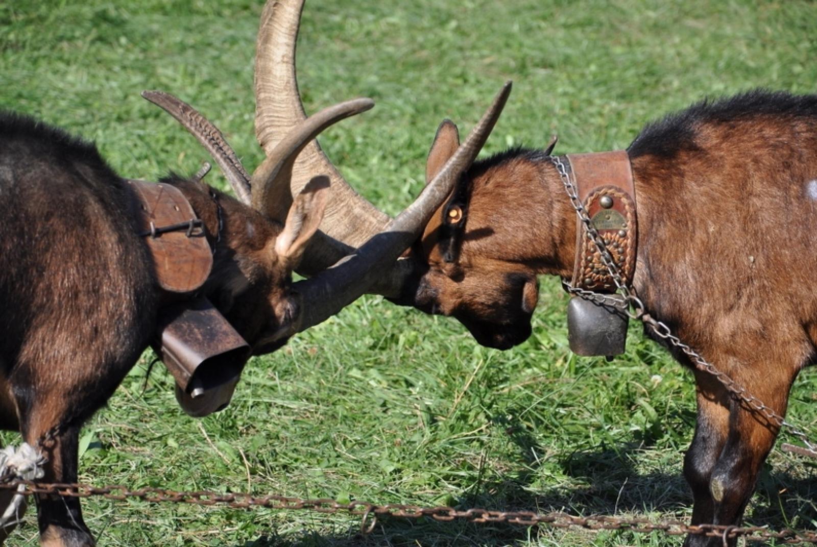 Battle of goats